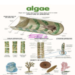 Algae Chart